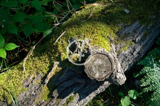 Bark moss growth 2