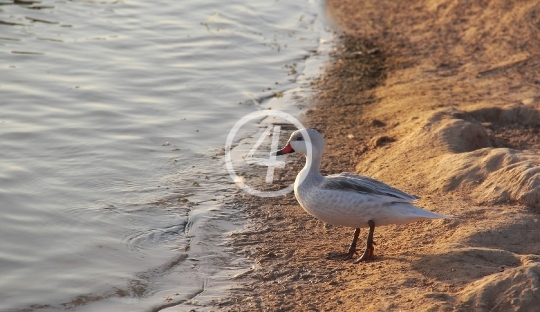 Beach duck