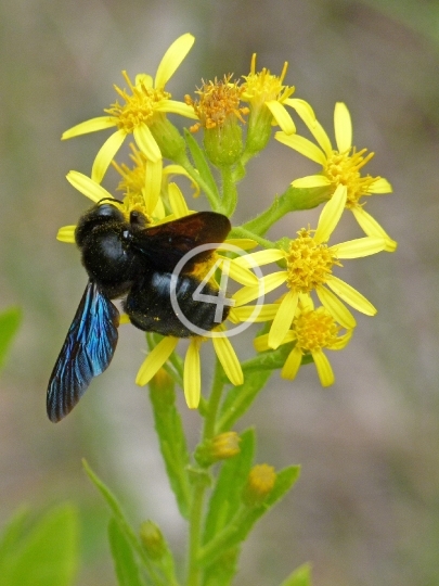 Behind the bee