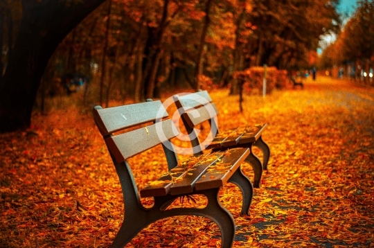 Benches in autumn park