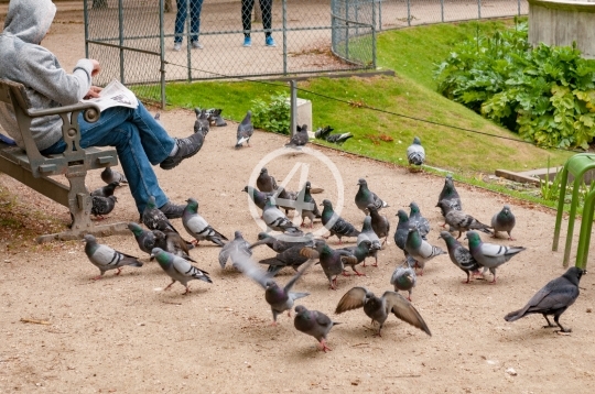 Birds feeding 1