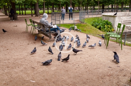 Birds feeding 2