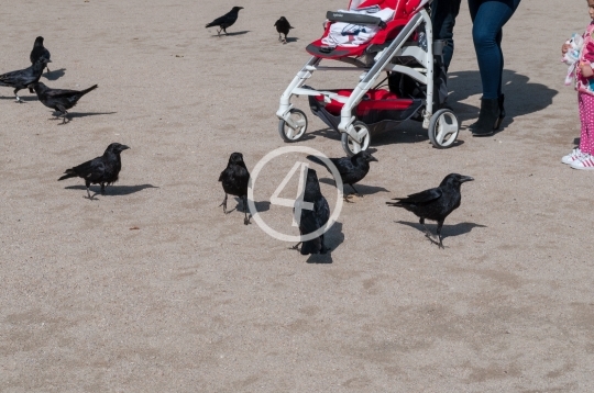 Birds feeding 4