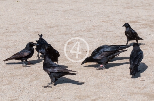 Birds feeding 6