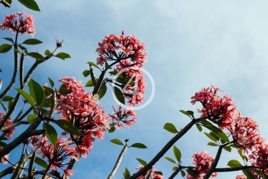 Blooming shrub