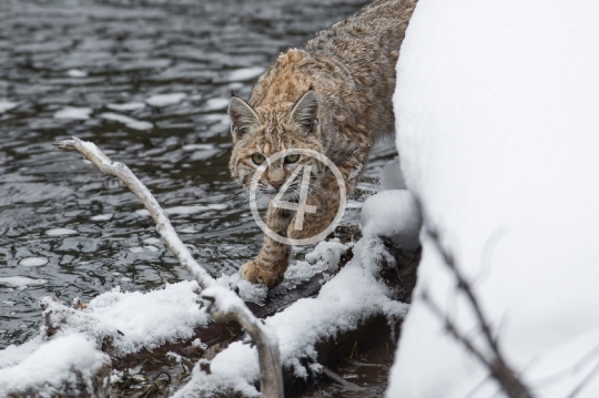 Bobcat