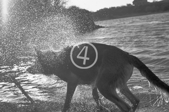 B/W Dog wash