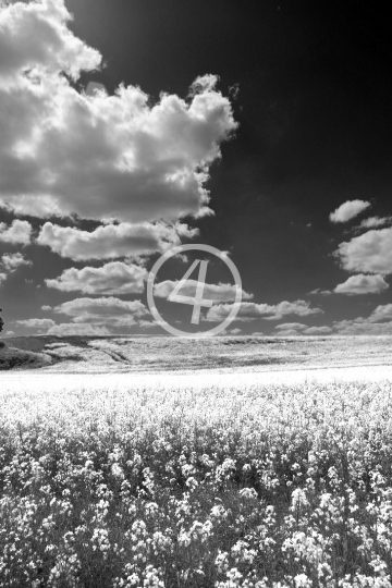 B/W Flower field