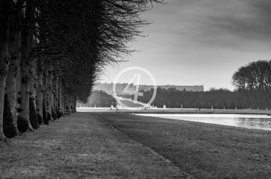 B/W forest walkway