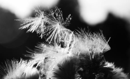 B/W Seeds