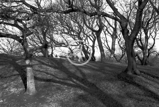 B/W Tree shadow