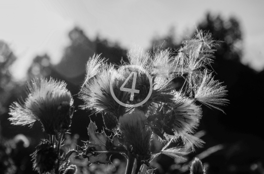 B/W Weeds