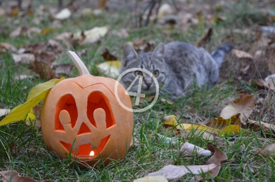 Carved pumpkin