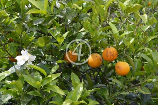 Citrus in Greece