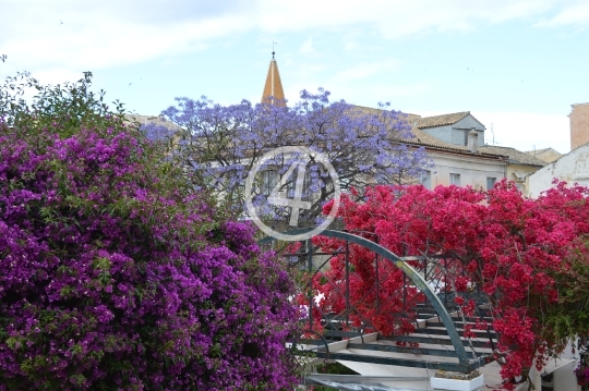 City blossom Kerkira Greece