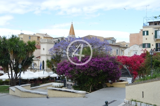 City trees Kerkira Greece