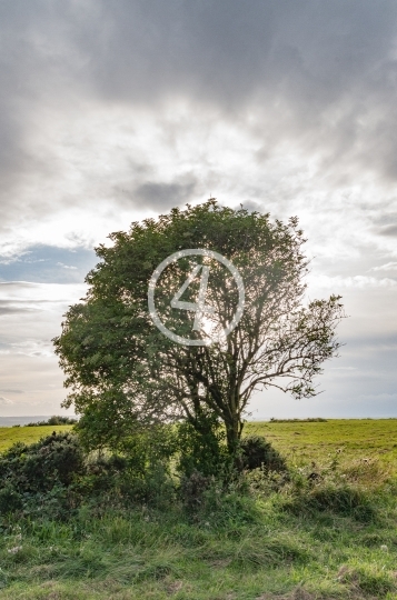 Cloud and tree