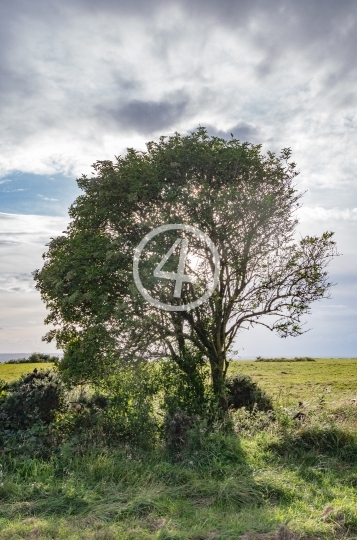 Cloud and tree 2