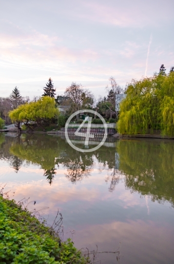 Cloud and tree reflection 2