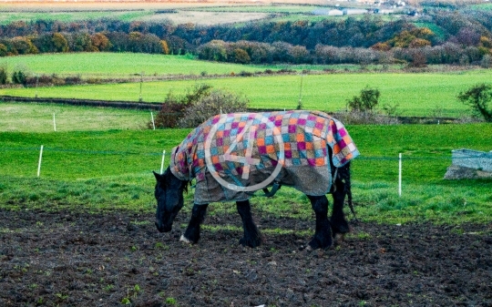 Covered horse