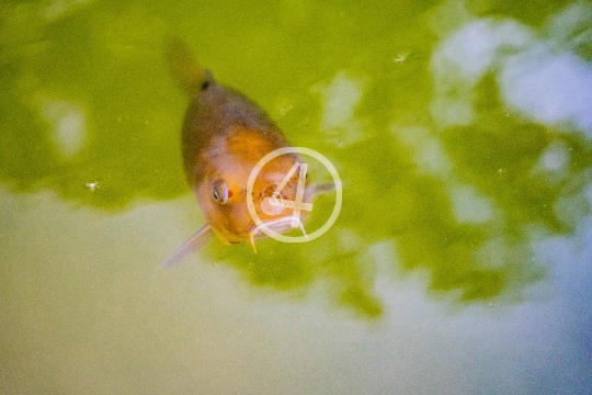 Coy fish in pond