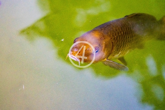 Coy fish in pond 2