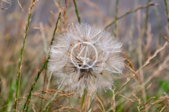 Dandelion 