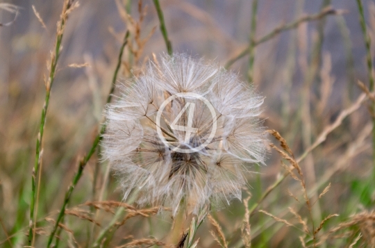 Dandelion 2