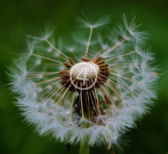 Dandelion