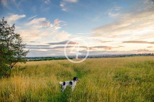 Dog in the field 