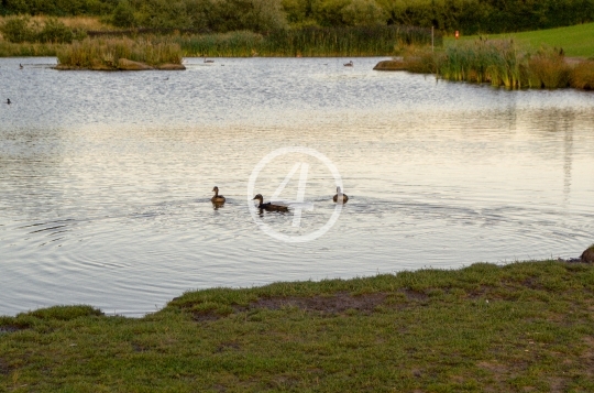 Ducks at ease