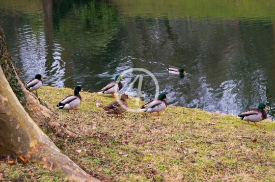 Ducks on land