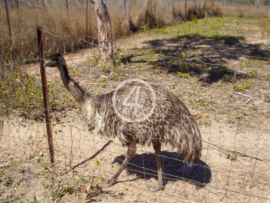 Emu