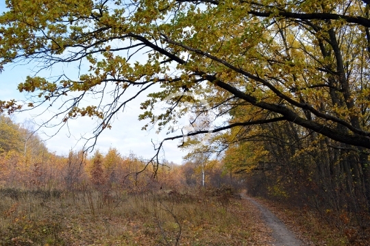 Fall forest