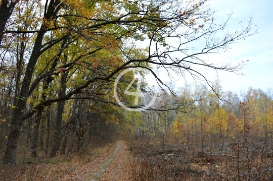 Fall forest