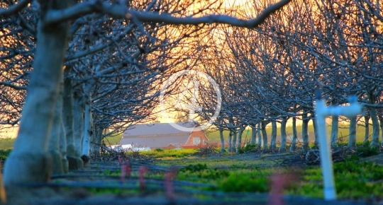 Fall orchard 