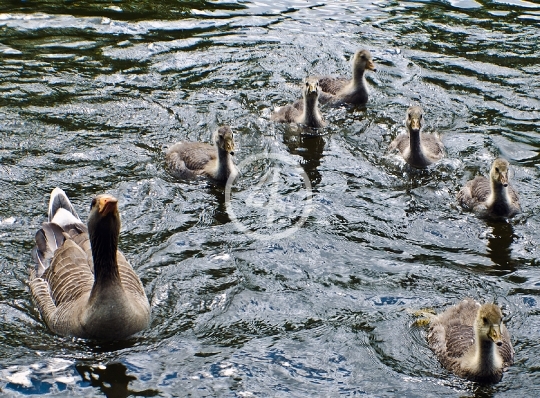 family geese 