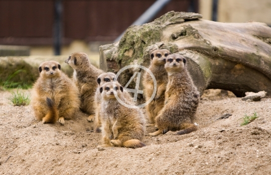 family meerkat