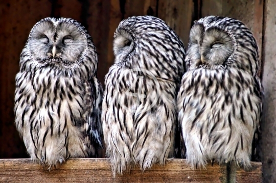 Family owl