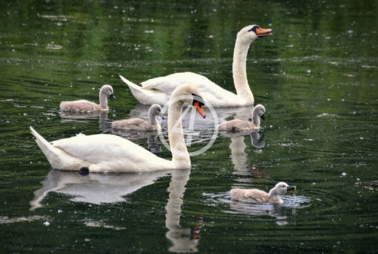 Family swans