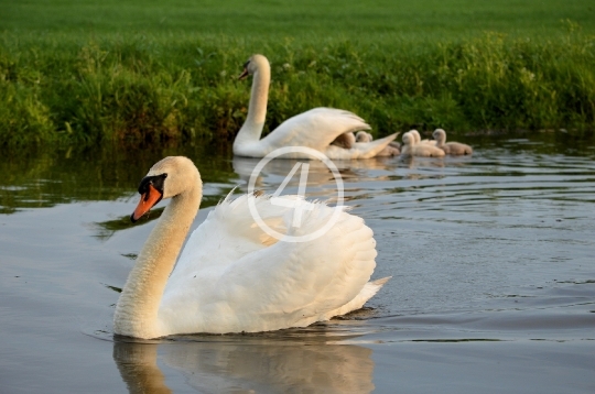 Family swans