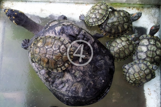 Family turtles