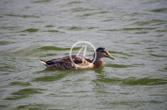 Female duck