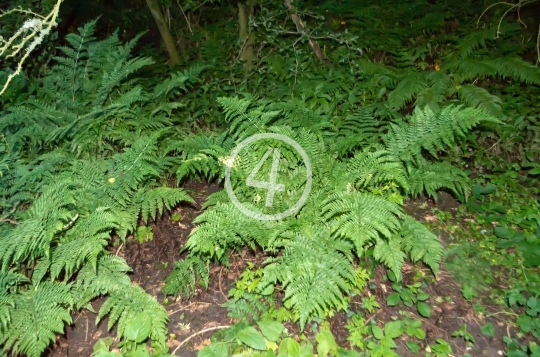 fern growth