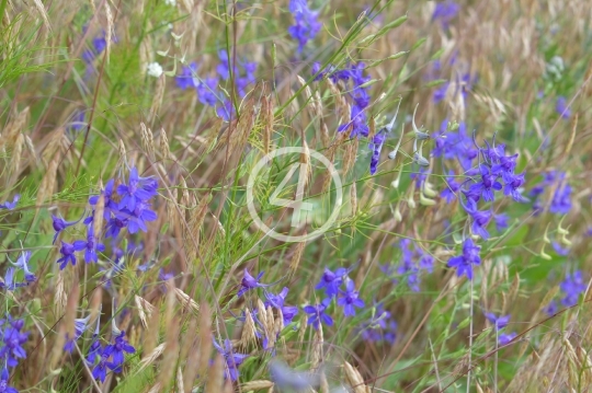 Field flowers