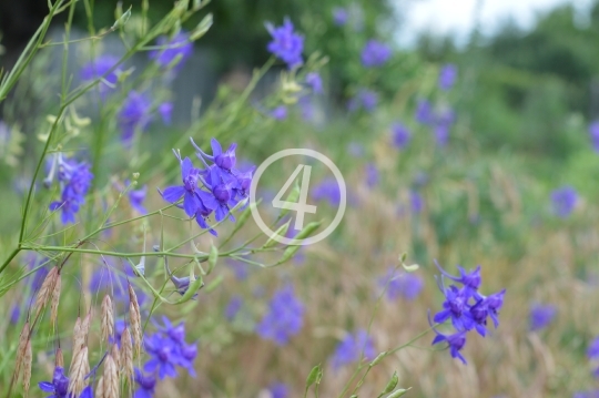 Field flowers