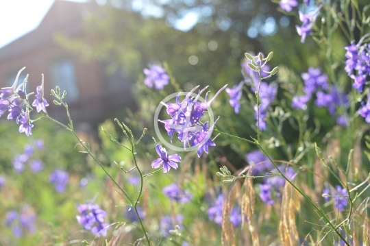 Field flowers