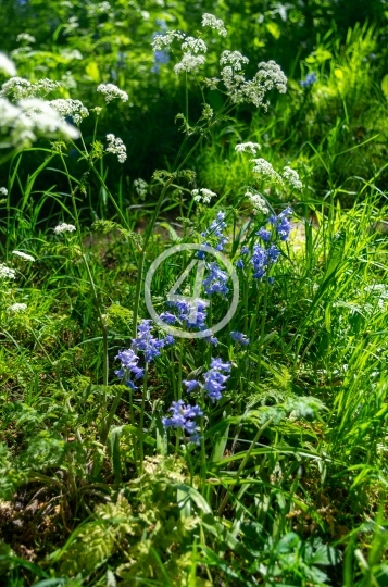 Field flowers