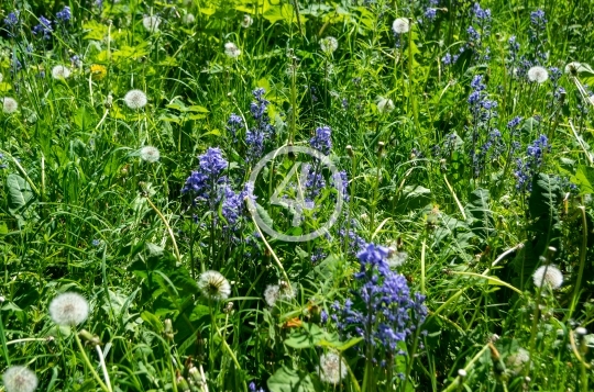 Field flowers