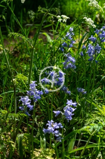 Field flowers 3